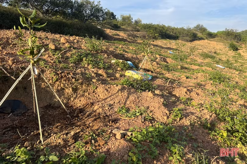 Nhân rộng 25 ha cây mắc ca trên địa bàn Vũ Quang