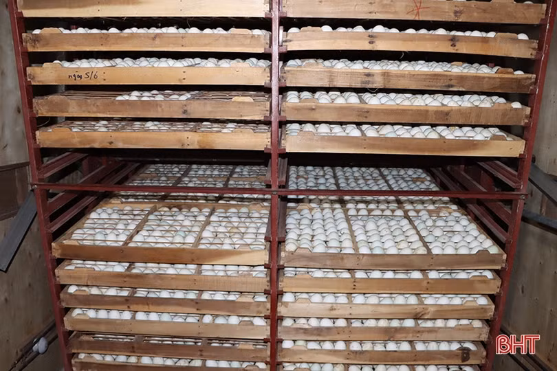 Xây dựng thương hiệu OCOP cho trứng vịt lộn ở Cẩm Xuyên