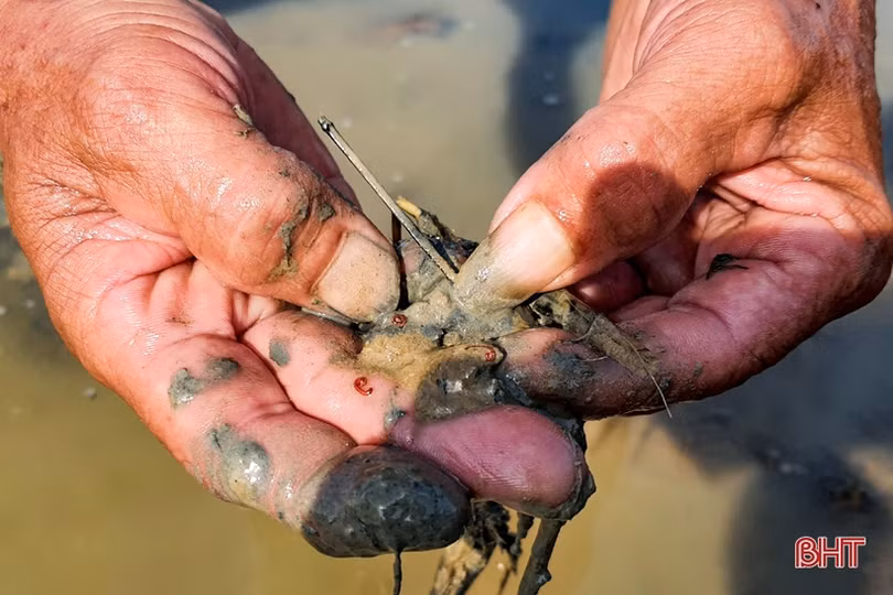 Thu nhập cao từ sản xuất lúa hữu cơ kết hợp nuôi rươi, nông dân huyện Kỳ Anh phấn khởi mở rộng diện tích
