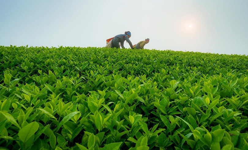 Lạc bước chốn tiên cảnh tuyệt đẹp tại đồi chè Long Cốc