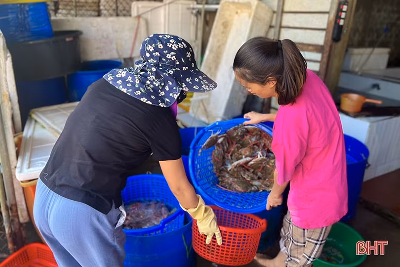 Ngư dân Hà Tĩnh trúng đậm “lộc” biển những ngày đầu vụ cá Bắc