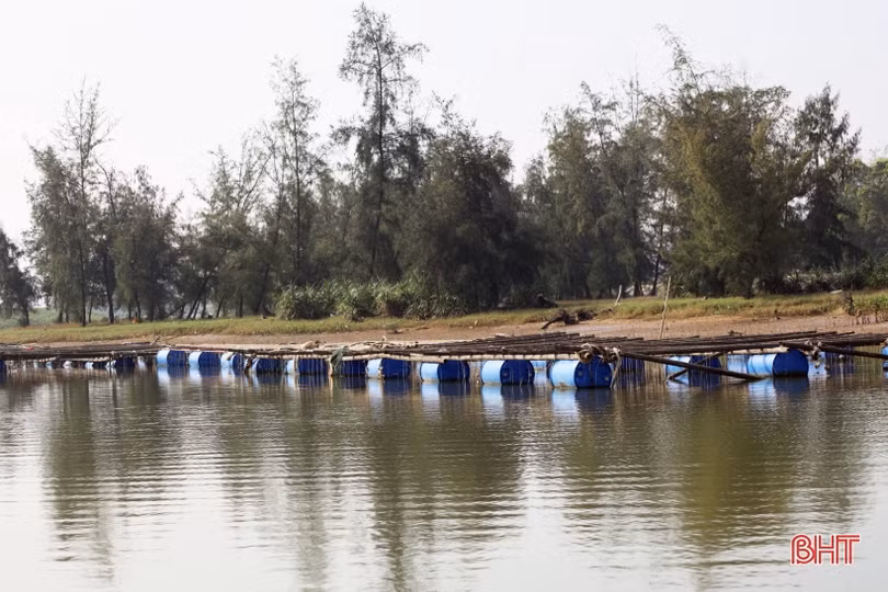 Nuôi hàu sữa Thái Bình Dương, cơ hội làm giàu cho nông dân Cẩm Xuyên