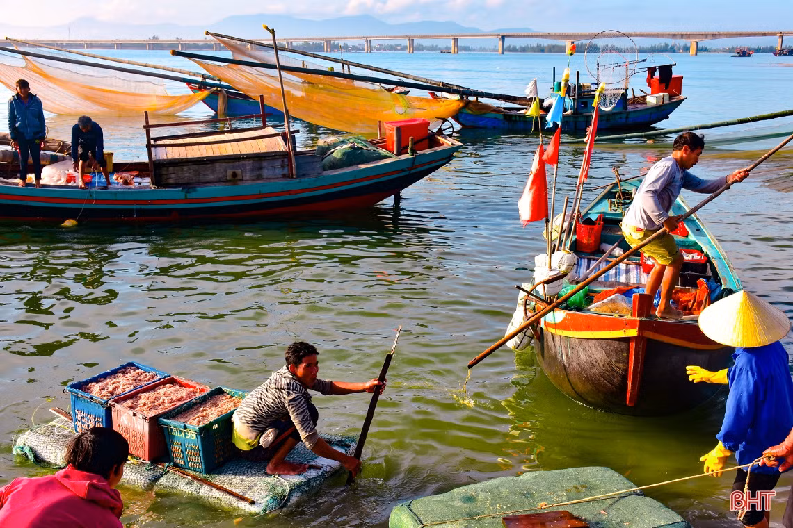 Ruốc biển, mùa “lộc” của ngư dân Cửa Nhượng