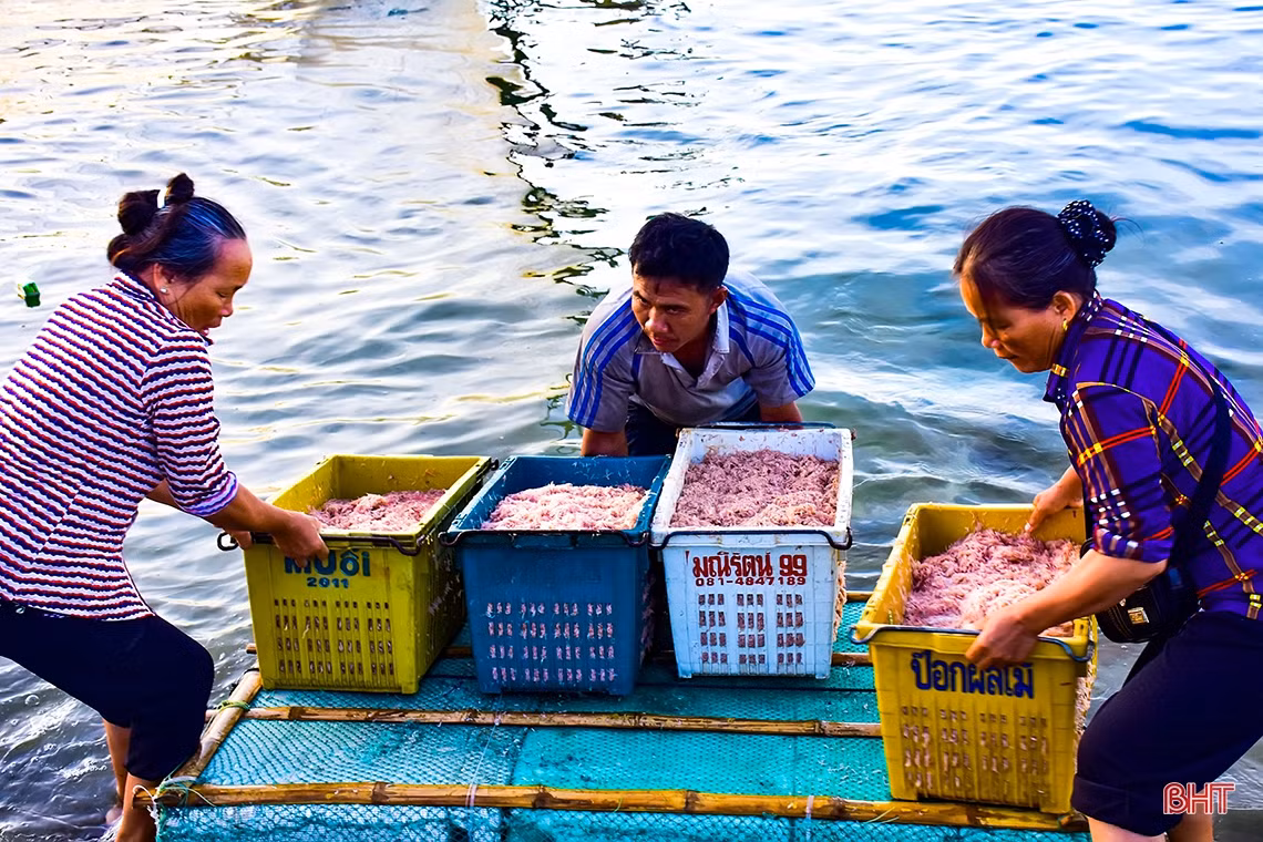 Ruốc biển, mùa “lộc” của ngư dân Cửa Nhượng