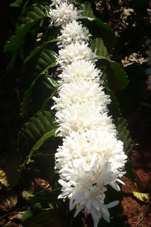 Một nhánh hoa tỏa hương thơm.