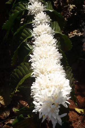 Một nhánh hoa tỏa hương thơm.