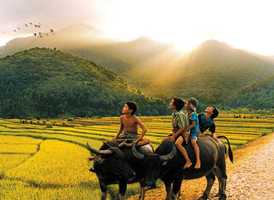 Chăn trâu đồng đêm ảnh 1