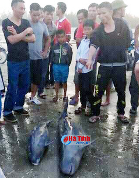 ngu dan loc ha giai thoat 3 con ca heo nang 1 2 ta