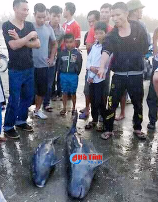 ngu dan loc ha giai thoat 3 con ca heo nang 1 2 ta