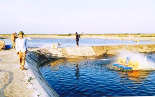 de viet nam tro thanh cong xuong san xuat tom cua the gioi