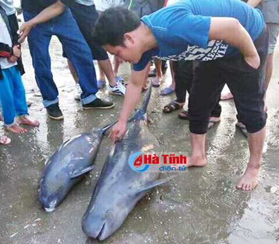 ngu dan loc ha giai thoat 3 con ca heo nang 1 2 ta