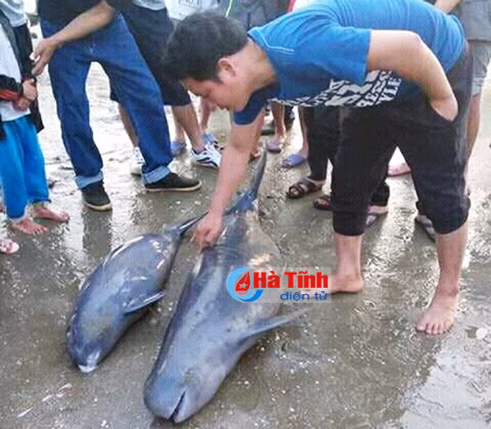 ngu dan loc ha giai thoat 3 con ca heo nang 1 2 ta