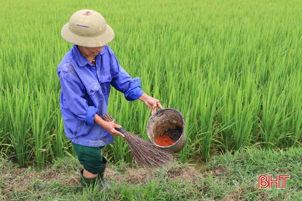 Gần 1.000 ha lúa xuân ở Hà Tĩnh bị chuột phá hại