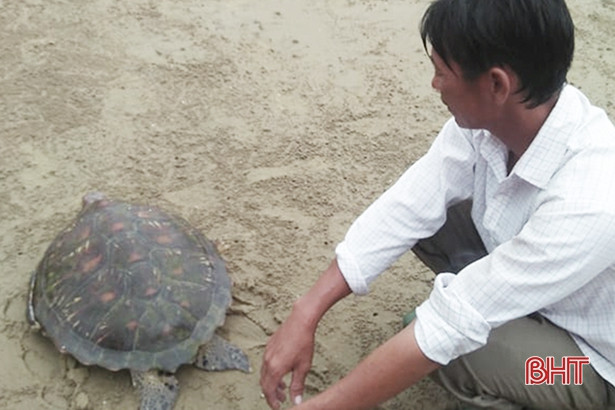 Thả cá thể rùa biển quý hiếm nặng hơn 20kg về môi trường tự nhiên