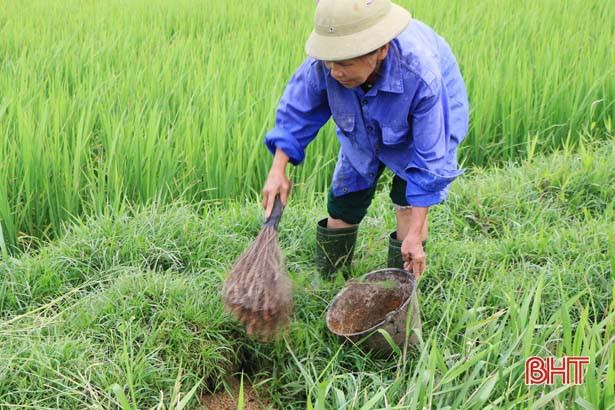 Gần 1.000 ha lúa xuân ở Hà Tĩnh bị chuột phá hại