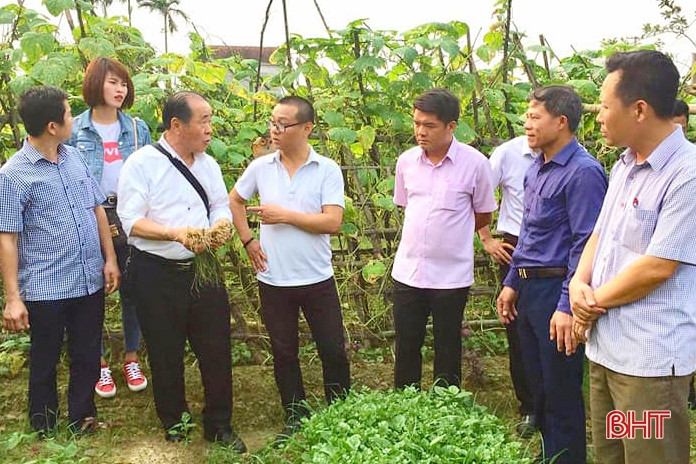 Thạch Hà liên kết với công ty Nhật Bản trồng kiệu, dưa chuột
