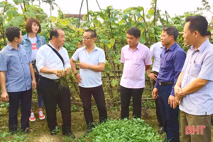 Thạch Hà liên kết với công ty Nhật Bản trồng kiệu, dưa chuột