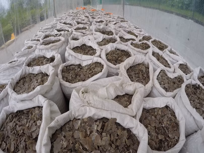 Chưa đầy một tuần, Singapore phá vụ buôn lậu vảy tê tê hàng chục tấn thứ hai vào Việt Nam