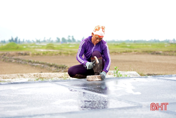 Diêm dân “vựa muối” thị xã Kỳ Anh hối hả vào vụ hè thu