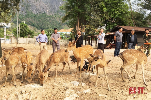Hà Tĩnh chuyển giao công nghệ trồng nấm và nuôi hươu cho CHDCND Lào