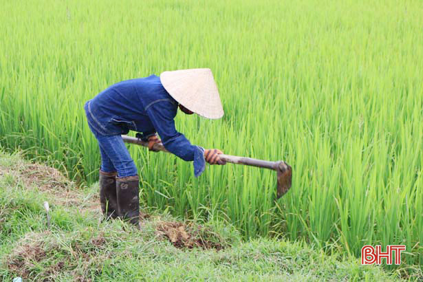 Gần 1.000 ha lúa xuân ở Hà Tĩnh bị chuột phá hại