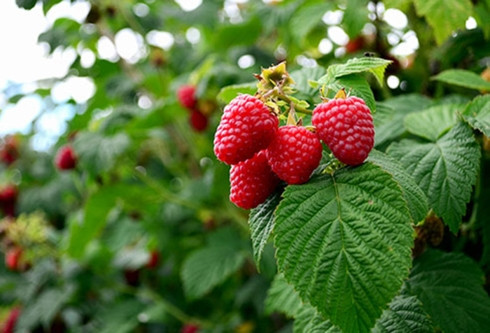 cách chọn và bảo quản các loại trái cây ngon bạn nên biết hình 7 Cách chọn và bảo quản các loại trái cây ngon bạn nên biết