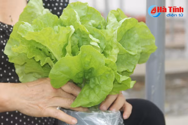 video muot mat vuon rau thuy canh 350m 2 cua cu ba u70 o ha tinh