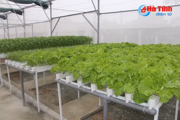 video muot mat vuon rau thuy canh 350m 2 cua cu ba u70 o ha tinh