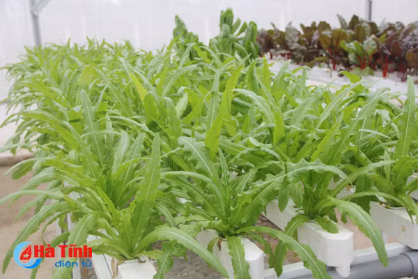 video muot mat vuon rau thuy canh 350m 2 cua cu ba u70 o ha tinh