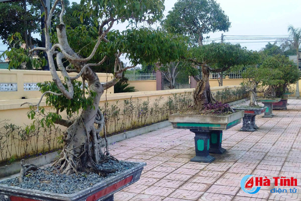 dan hien cay canh quy lam dep tru so xa hoi quan thon