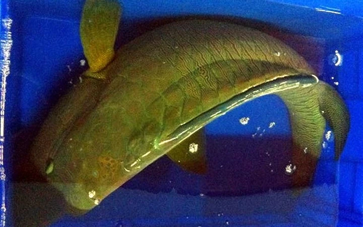 ngam vua hai san co gia cao ngat nguong