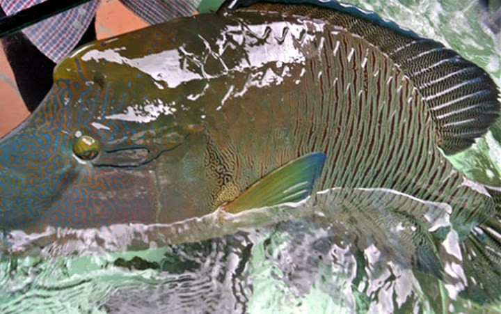 ngam vua hai san co gia cao ngat nguong