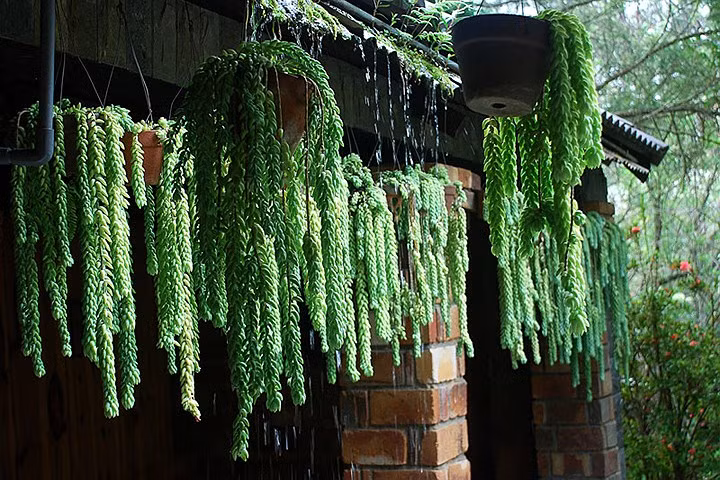 nhung cay canh doc la ma re duoc san lung lam dep van phong