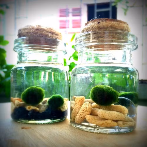 nhung cay canh doc la ma re duoc san lung lam dep van phong