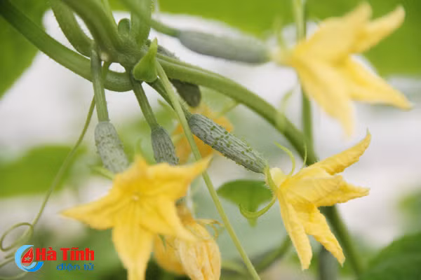 video muot mat vuon rau thuy canh 350m 2 cua cu ba u70 o ha tinh