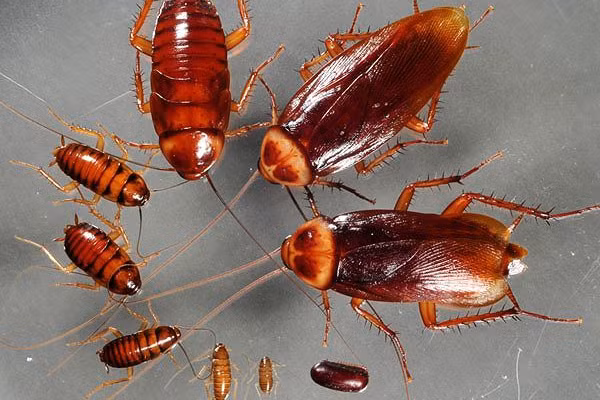 kien muoi gian tan cong su dung ngay 3 chieu cuc hieu qua nay nhe