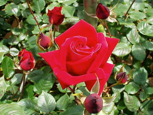 thuoc hay tu hoa hong