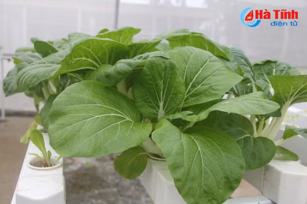 video muot mat vuon rau thuy canh 350m 2 cua cu ba u70 o ha tinh