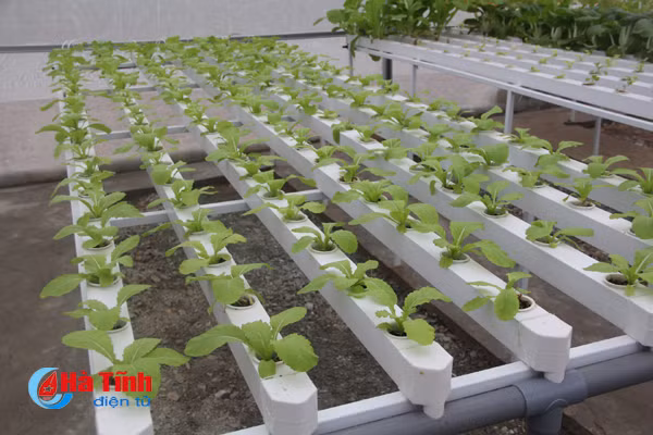 video muot mat vuon rau thuy canh 350m 2 cua cu ba u70 o ha tinh