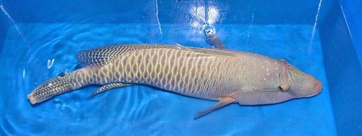 ngam vua hai san co gia cao ngat nguong