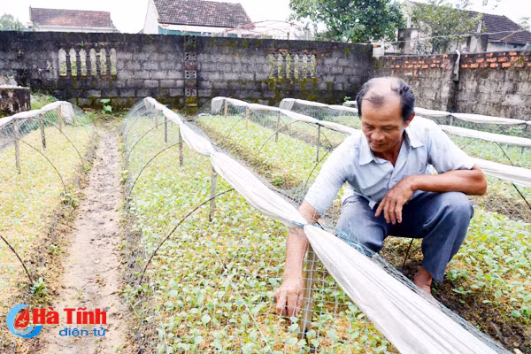 nhung nong dan ha tinh hai ra tien tu trong rau vu dong