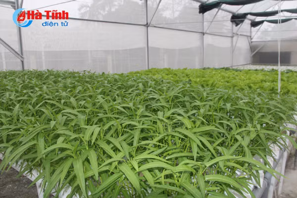 video muot mat vuon rau thuy canh 350m 2 cua cu ba u70 o ha tinh