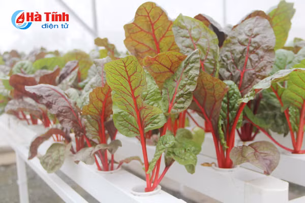 video muot mat vuon rau thuy canh 350m 2 cua cu ba u70 o ha tinh