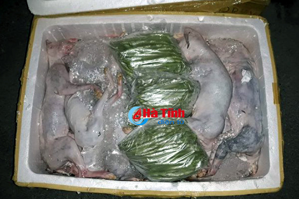 xich xe khach cho hon tan thit meo dong lanh khong ro nguon goc