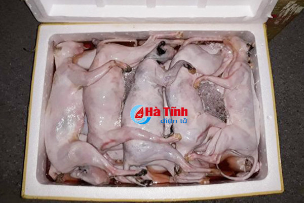 xich xe khach cho hon tan thit meo dong lanh khong ro nguon goc