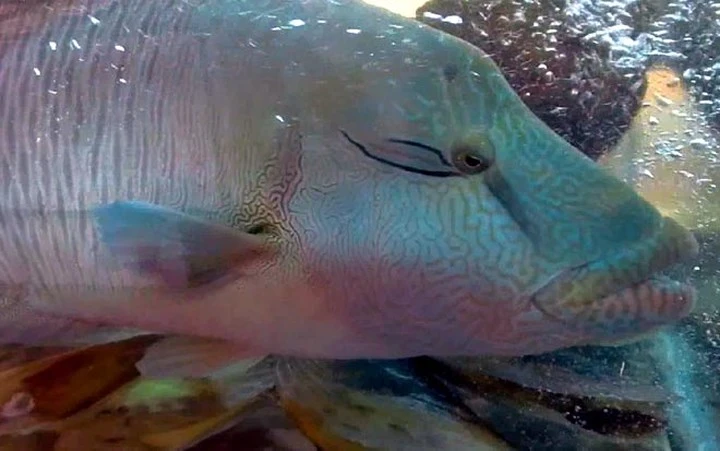 ngam vua hai san co gia cao ngat nguong