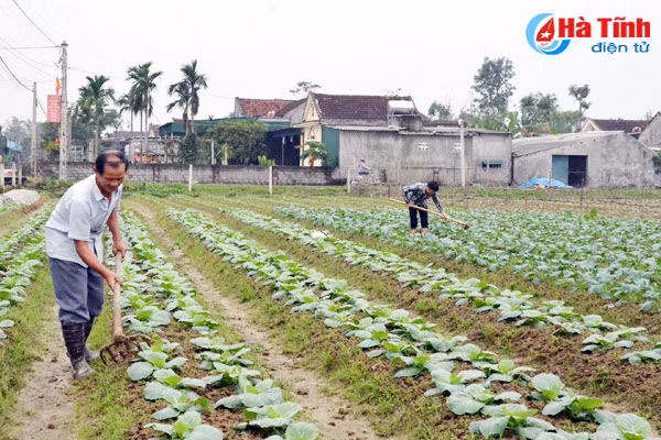nhung nong dan ha tinh hai ra tien tu trong rau vu dong