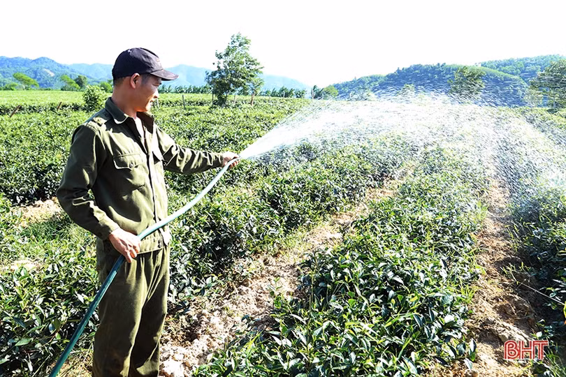 Nông dân vùng biên giới Hà Tĩnh nghĩ đủ cách chống hạn “cứu” cây trồng chủ lực