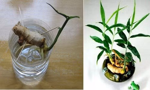 5 loại cây đặt trong nhà vừa làm đẹp không gian sống, vừa tốt cho sức khỏe