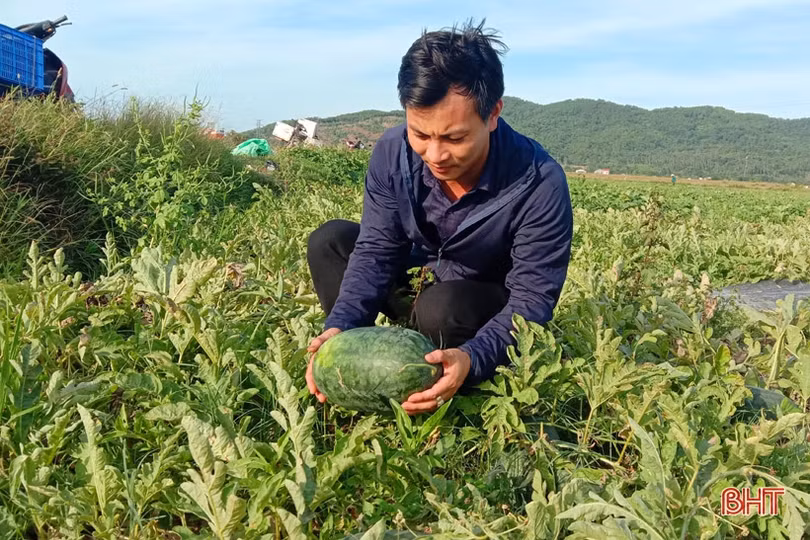 Nông dân “vựa dưa” Hà Tĩnh phấn khởi mùa thu hoạch